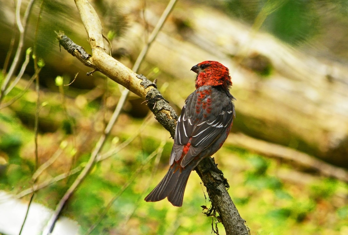 Camping At Manning Park