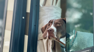 Must Have Dog Gear For RV Road Trips Must Have Dog Gear For RV Road Trips