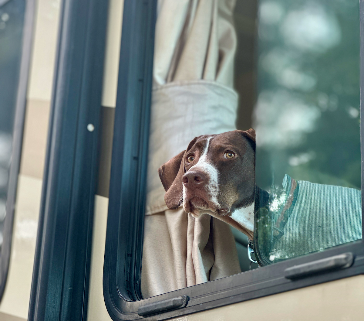Must Have Dog Gear For RV Road Trips