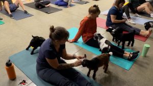 Goat Yoga In Black Creek: Perfect Combination Of Fitness And Fun Goat Yoga In Black Creek: Perfect Combination Of Fitness And Fun