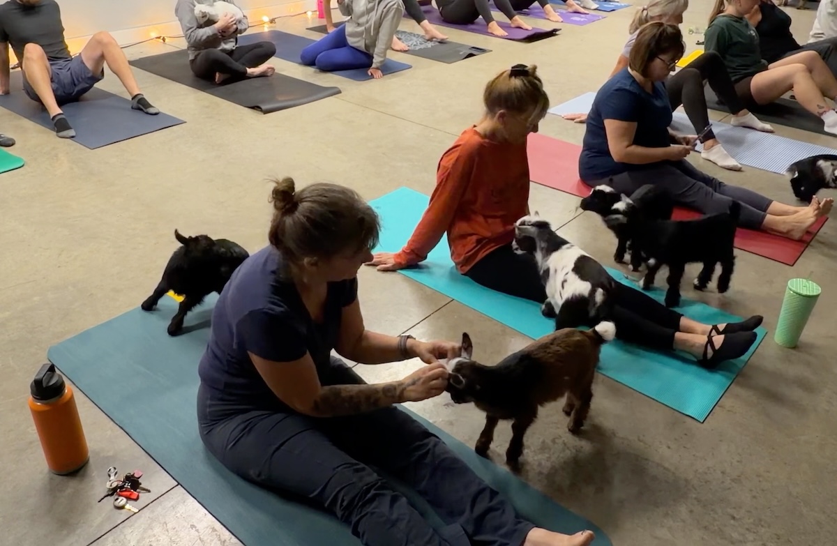 Baby goats and yoga students in a yoga class