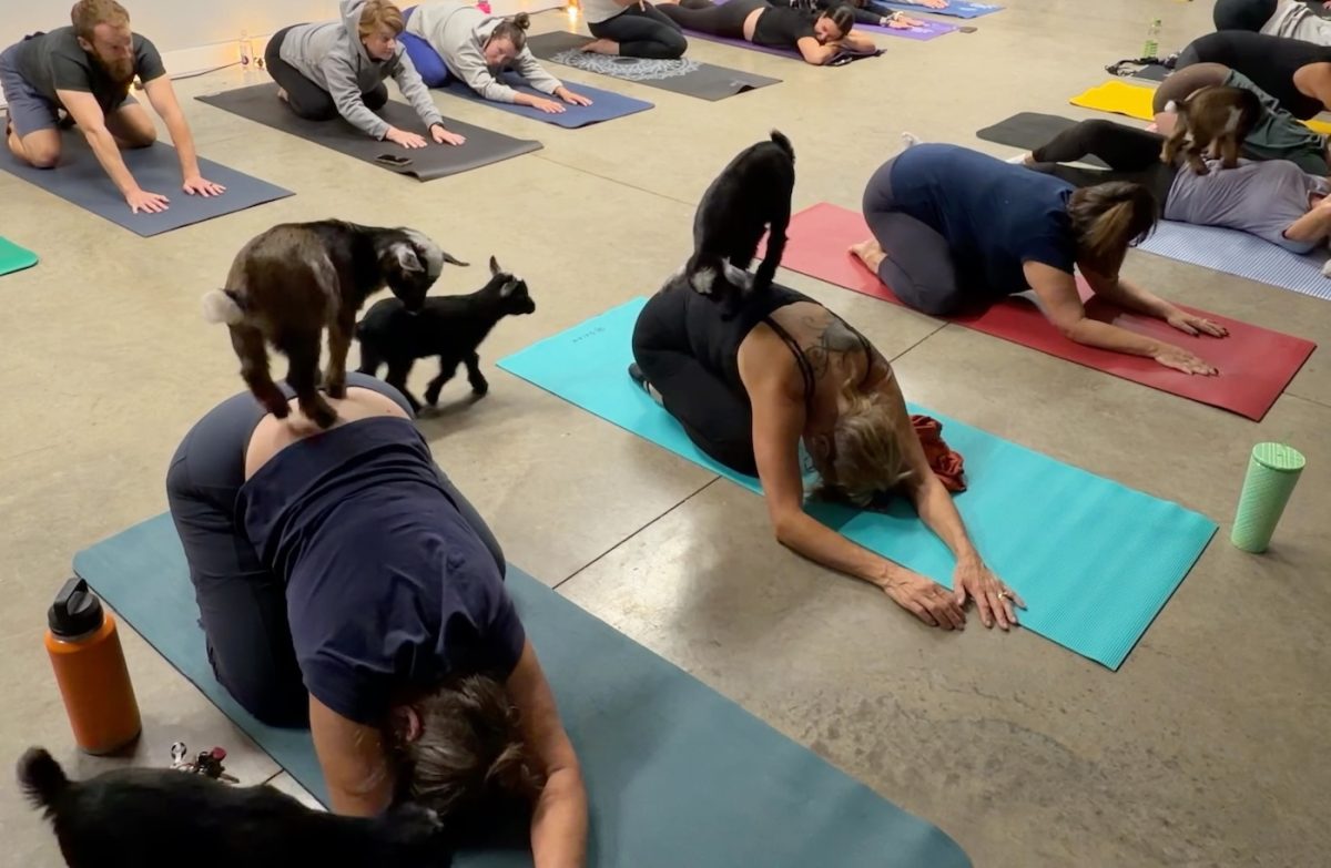 goat yoga class with baby goats and yoga with yoga mats