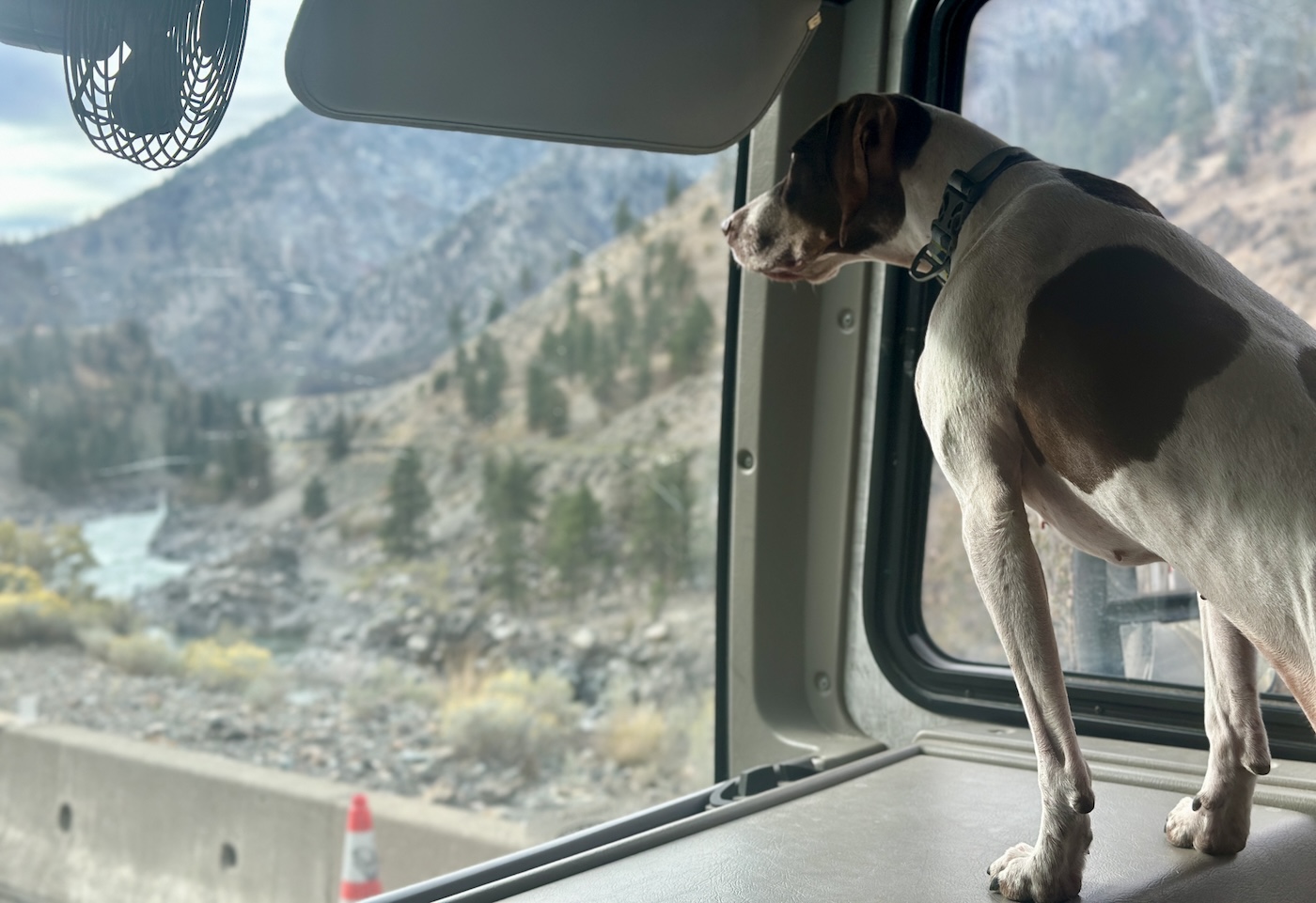 Annie the pointer is a traveling dog, looking for the best rv travel destinations in Canada and the US