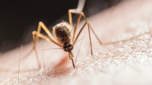 How To Have A Bite Free Summer: Ultimate Guide to Mosquito Free Summer Camping How To Have A Bite Free Summer: Ultimate Guide to Mosquito Free Summer Camping