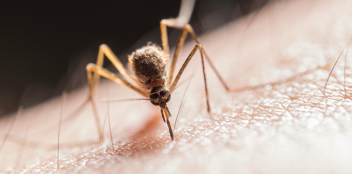 How To Have A Bite Free Summer: Ultimate Guide to Mosquito Free Summer Camping