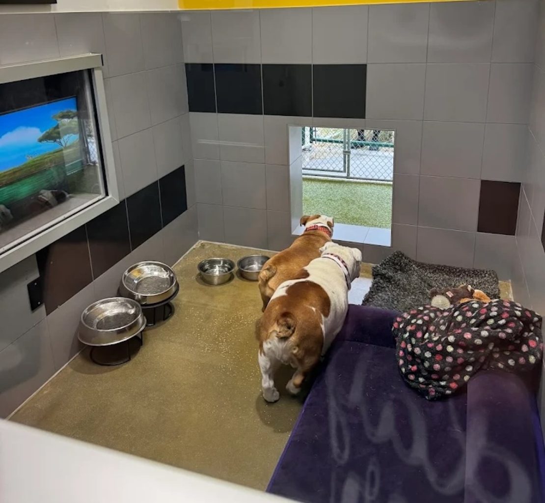 Bulldogs in kennel at Dinsney WOrld Best friends pet hotel