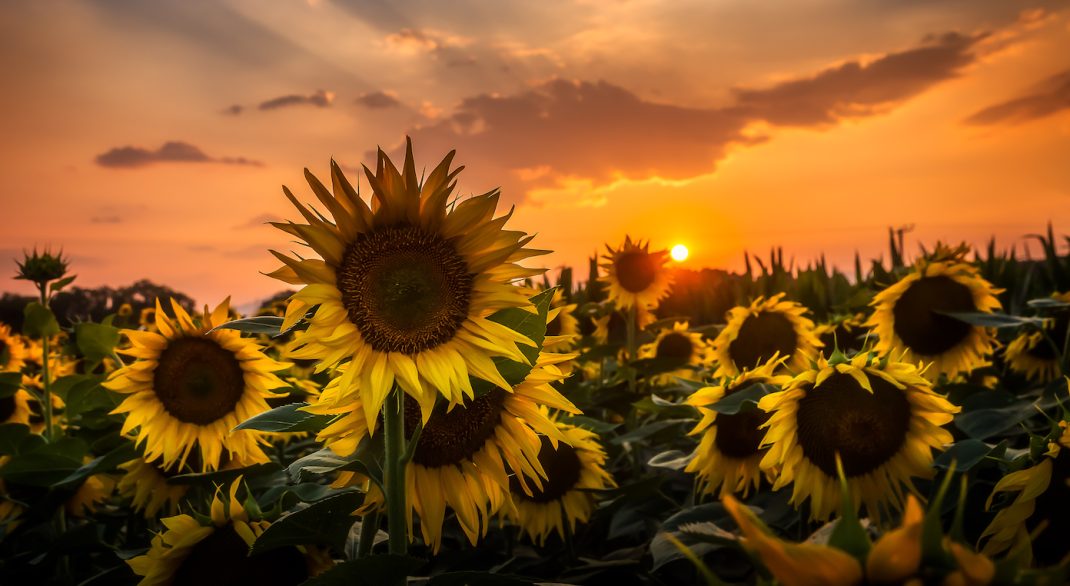 Spruce Woods Provincial Park, Manitoba